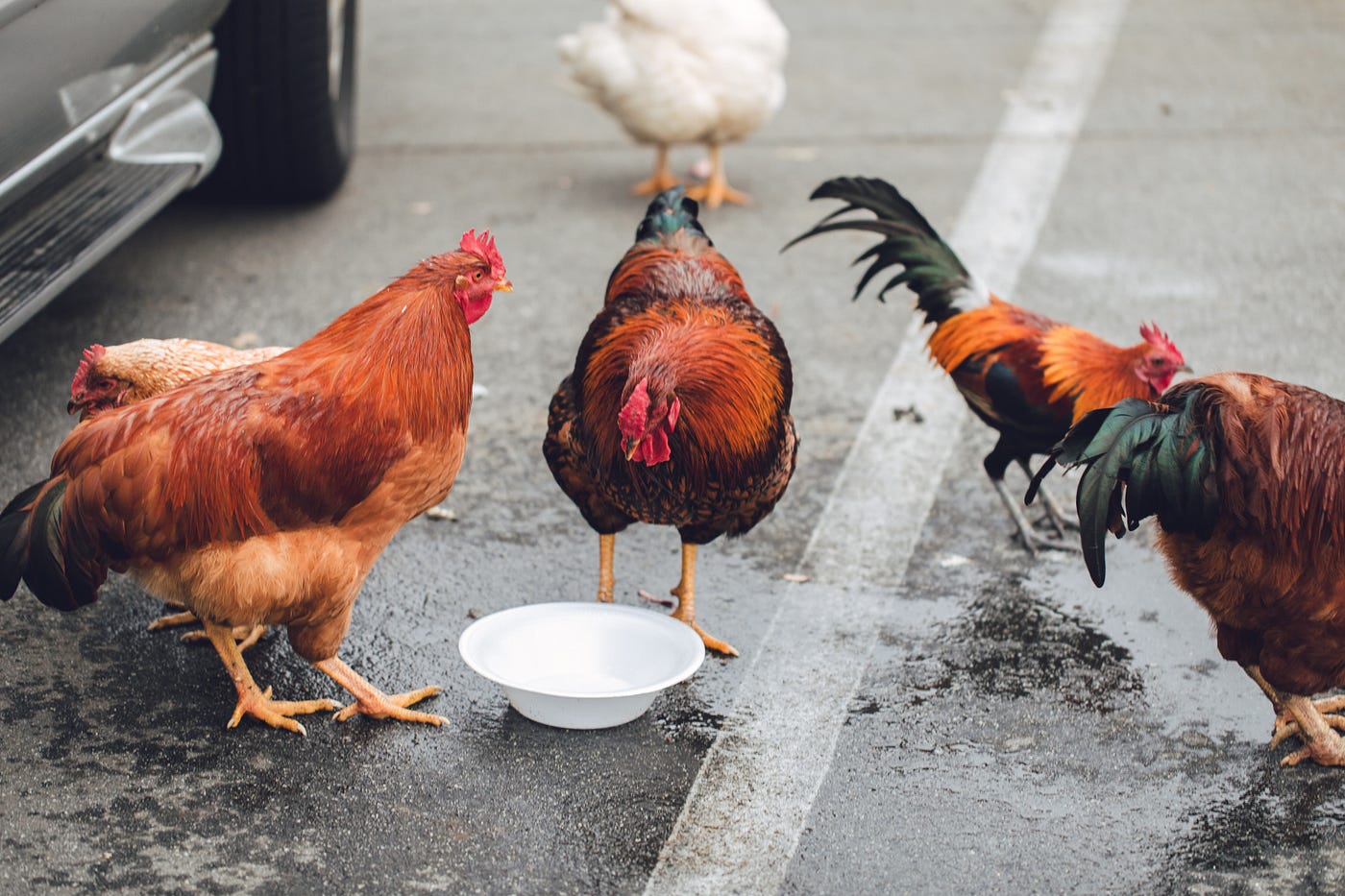 How Much Water Do Chickens Need to Be Happy and Healthy? by
