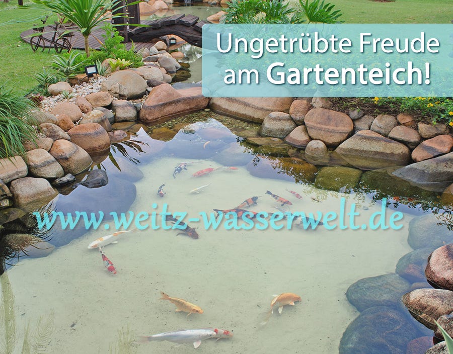 Ungetrübte Freude am Gartenteich. Ein natürlich gestalteter Gartenteich