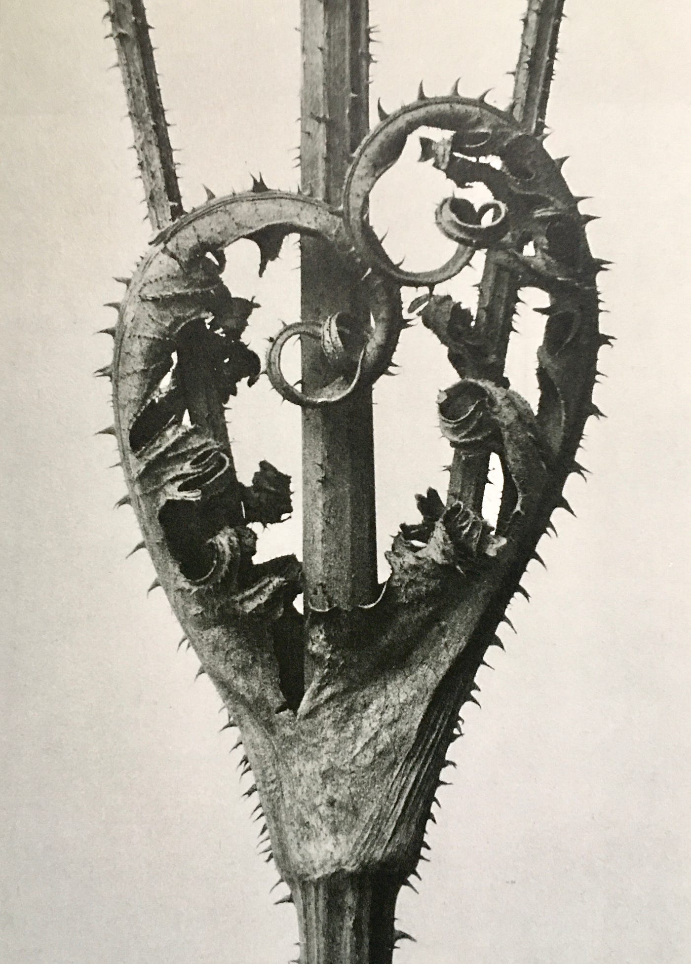 Curled, entwined thorny leaves make the shape of a heart. Black and white photograph