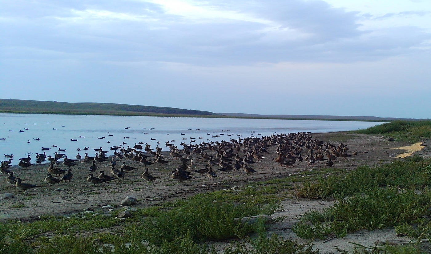 Many ducks on the ground next to water