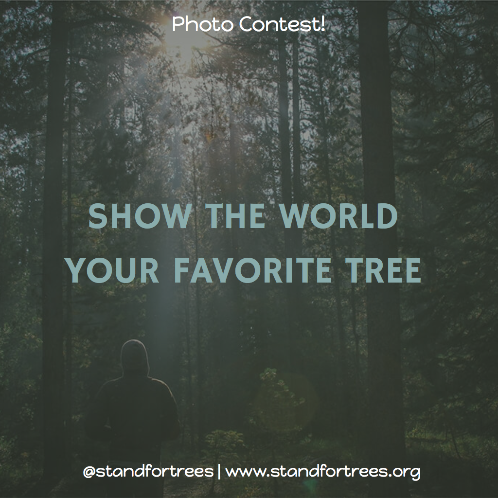 Photo Contest! Show The World Your Favorite Tree by Stand For Trees