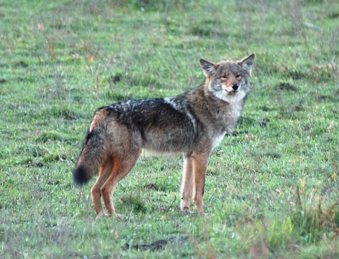 Research Report 31 — Predators in Ulster County From Wolf to Coyote.