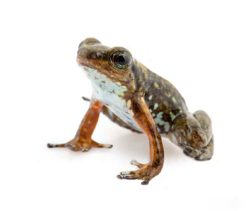 Frogs in danger of extinction 
