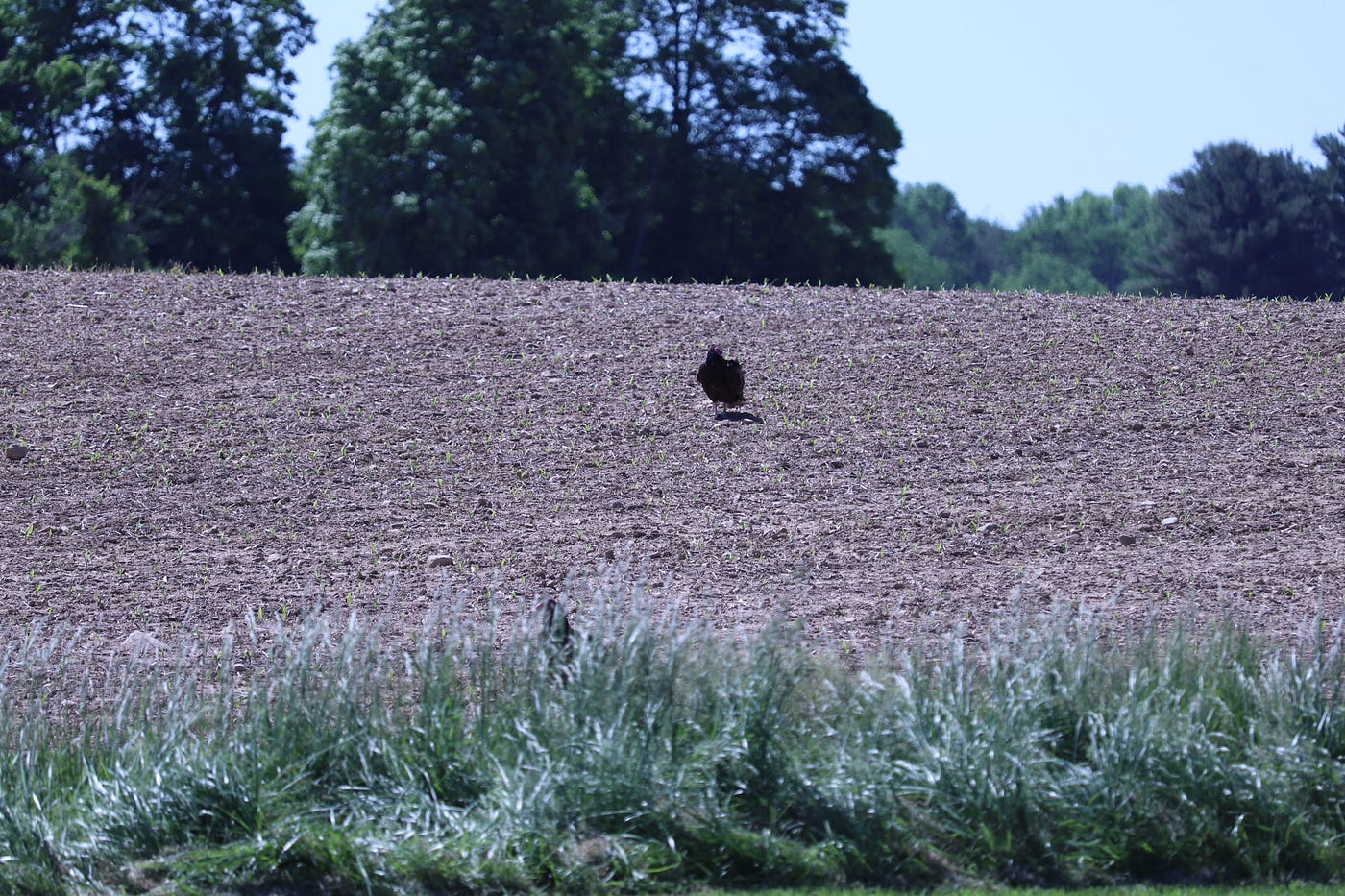A Fiest For Vultures