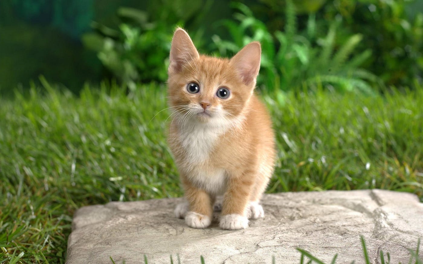 Las 7 razas de gatos más cariñosos | by dizzy pet | Medium