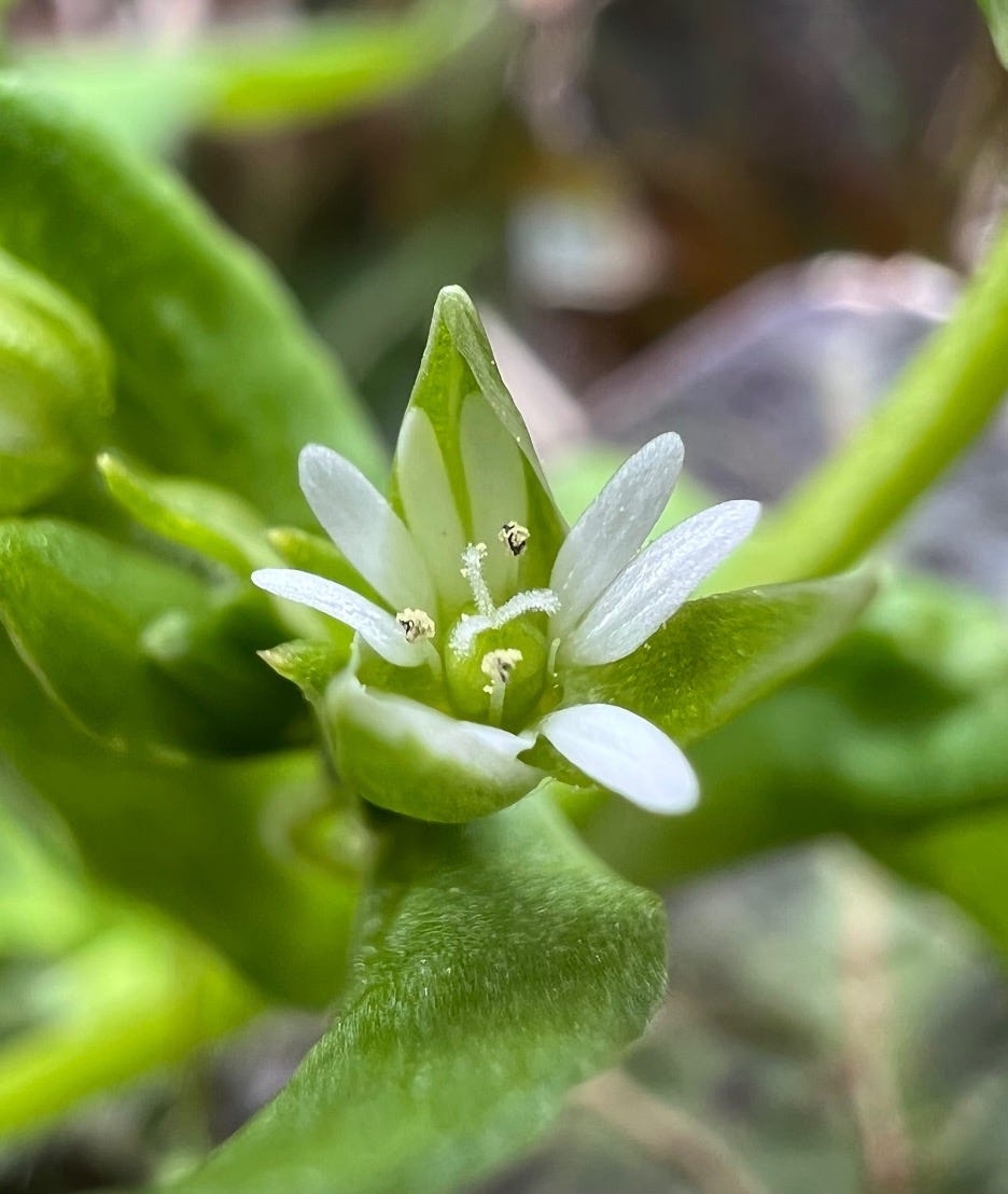 Home Is Where The Weeds Are. Pete Seeger is doing Where Have All The