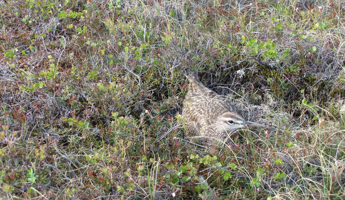 A large brown and white shorebird sits on a nest surrounded by tundra plants.