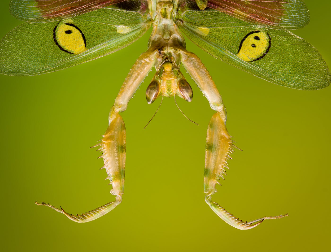 My Journey into Extreme Macro. The Big Hobby of the Tiny | by Ferdy  Christant | Ferdy Christant