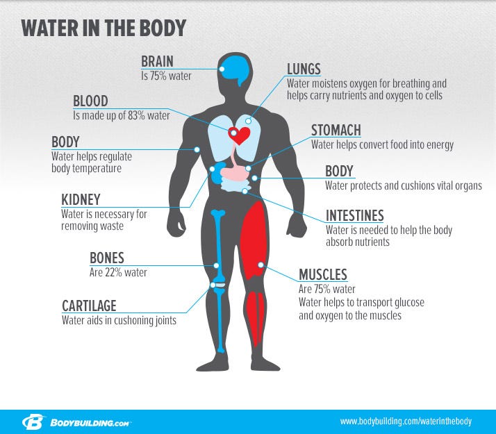 Hydrating for Peak Performance. As we head into the “Dog Days of… | by  Tyler Floyd | Performance Course | Medium