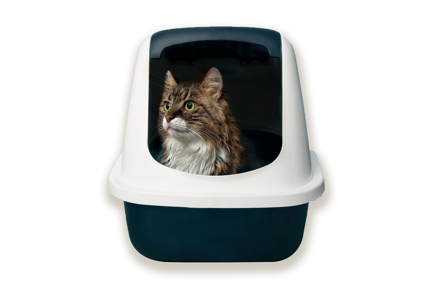 Why cats pee on the bed (and what you can do about it) by Annaribanez
