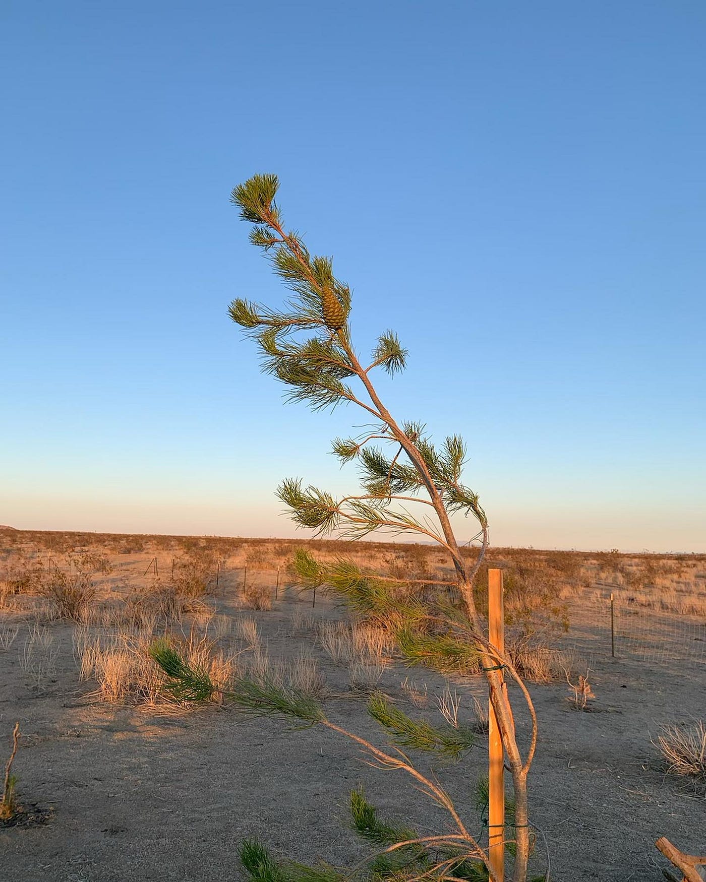 Desert Pine in the Antelope Valley region of the Mojave Desert. Thriving with a pine cone. Afforestation project by For Every Star, A Tree.