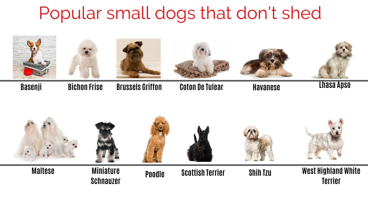 what dog has hair not fur