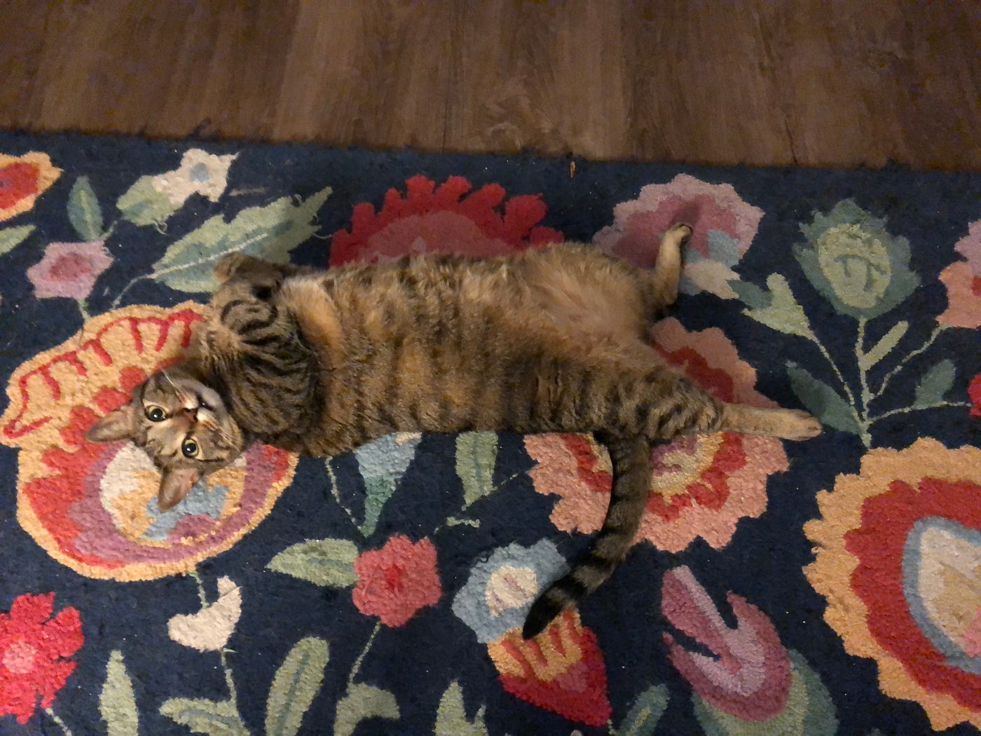 How I Have To Cut My Cat s Nails Because He s Terrifying By Jennifer