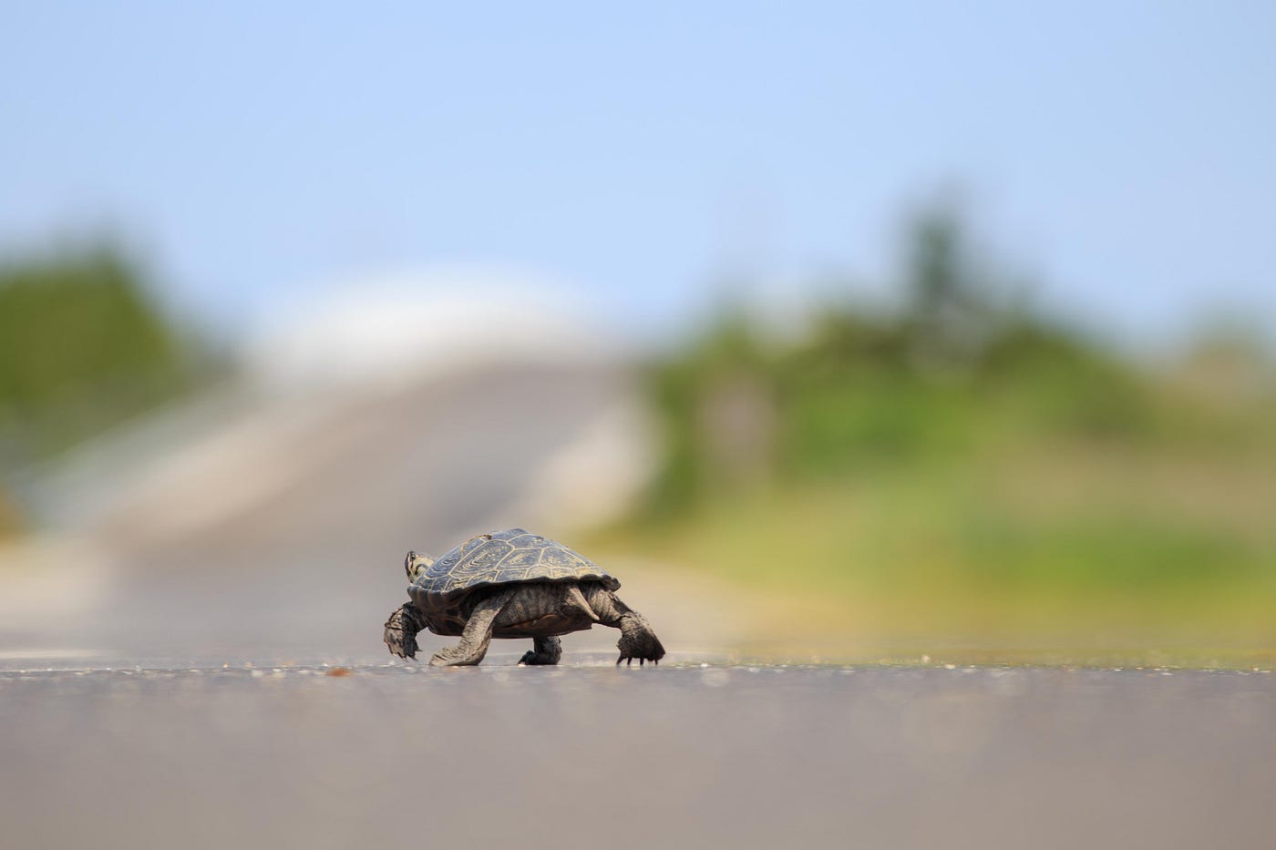 Turtle, interrupted. A Pennsylvania man was sentenced to pay… | by Bridget  Macdonald | Conserving the Nature of the Northeast | Medium