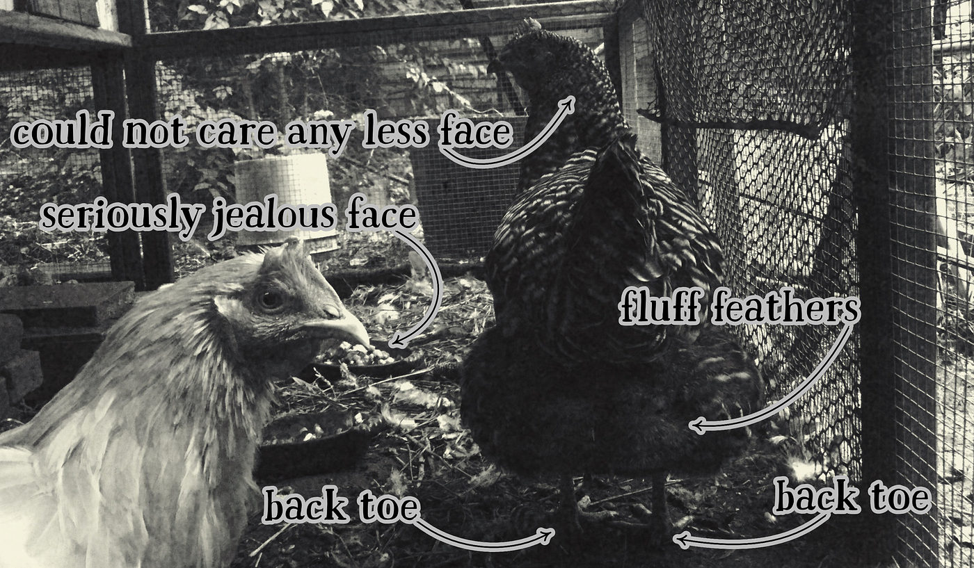 Photo with labels for the different parts of a chicken including “fluff feathers” and “back toes”