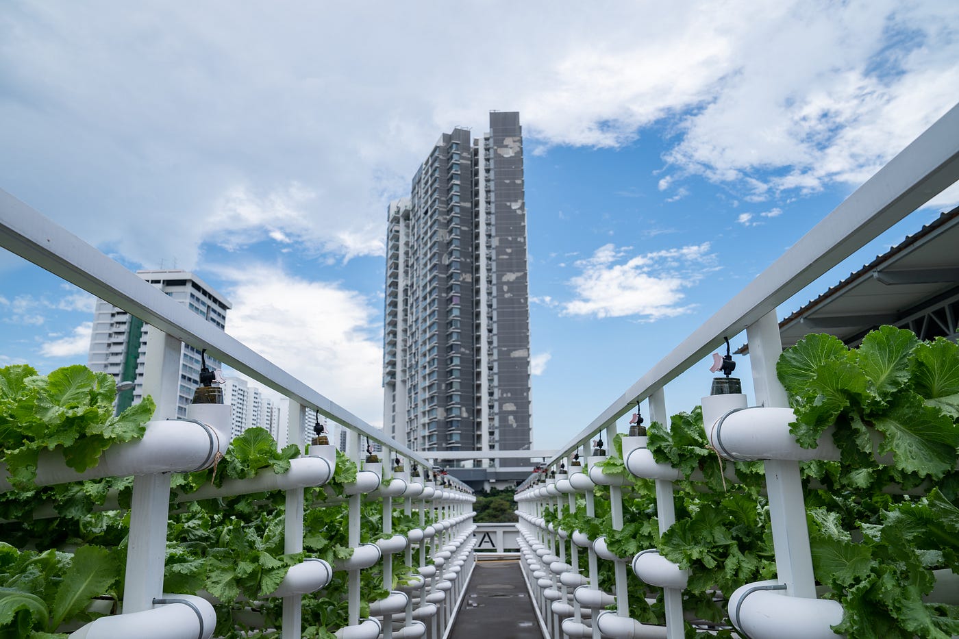 A Foodie Haven With No Food Is A Recipe For Disaster | by Singapore Green  Plan | Singapore Green Plan | Medium