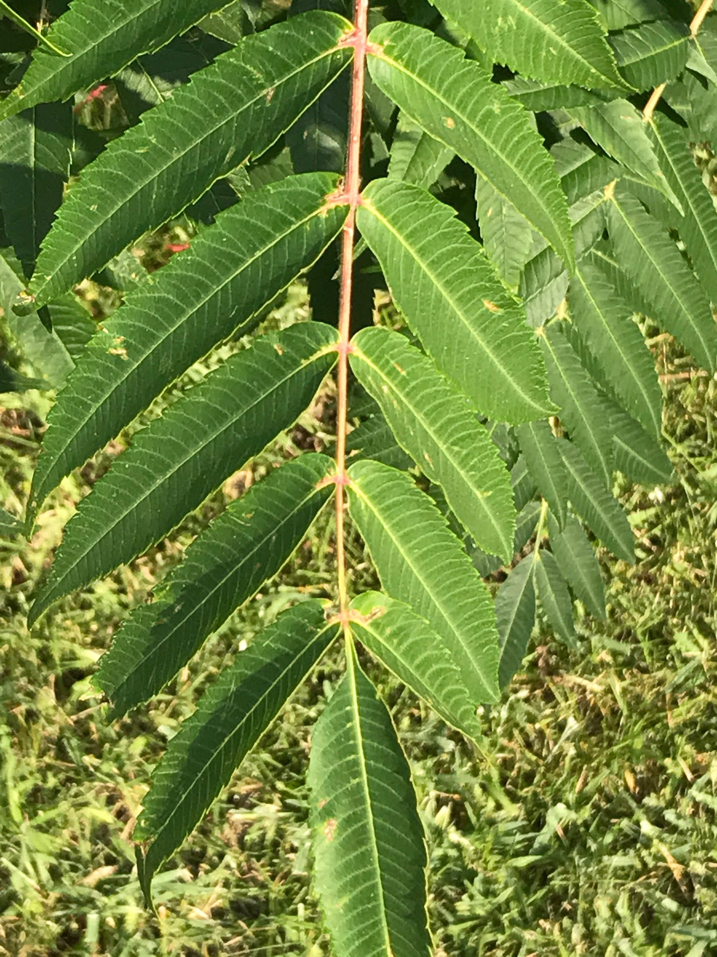 Two Edible and DroughtTolerant Sumacs for Food, Medicine, and… Male Pregnancy. by Pull Up