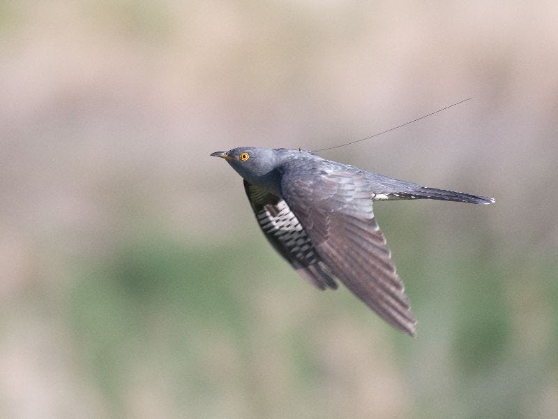 A Cuckoo wearing a backpack whilst flying past the camera