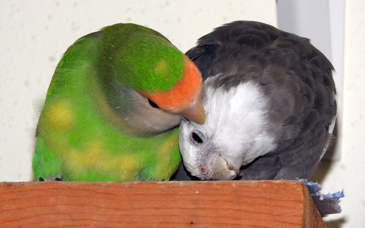 Older lovebird preening an older white-faced cockatiel