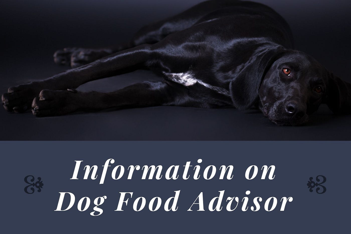 Where can I find more information on dog food advisor? by Roofrof
