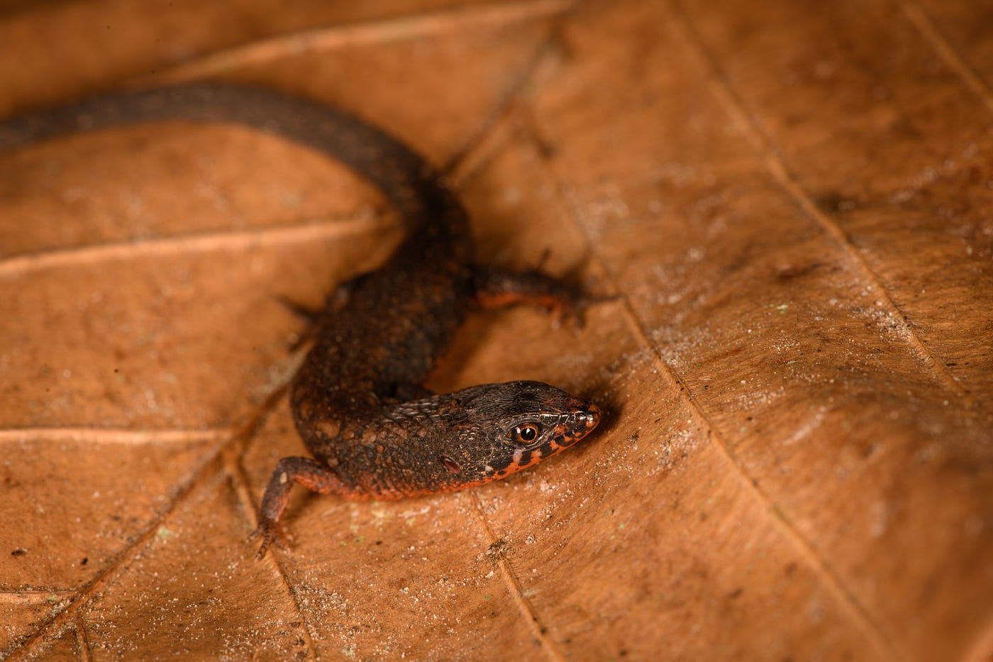 Ecuador 2021 Travel Report pic