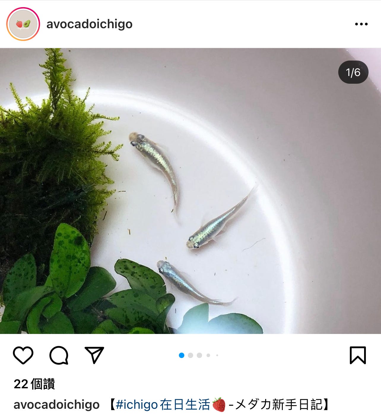 Avocado Strawberry Medium Avocado Strawberry Medium