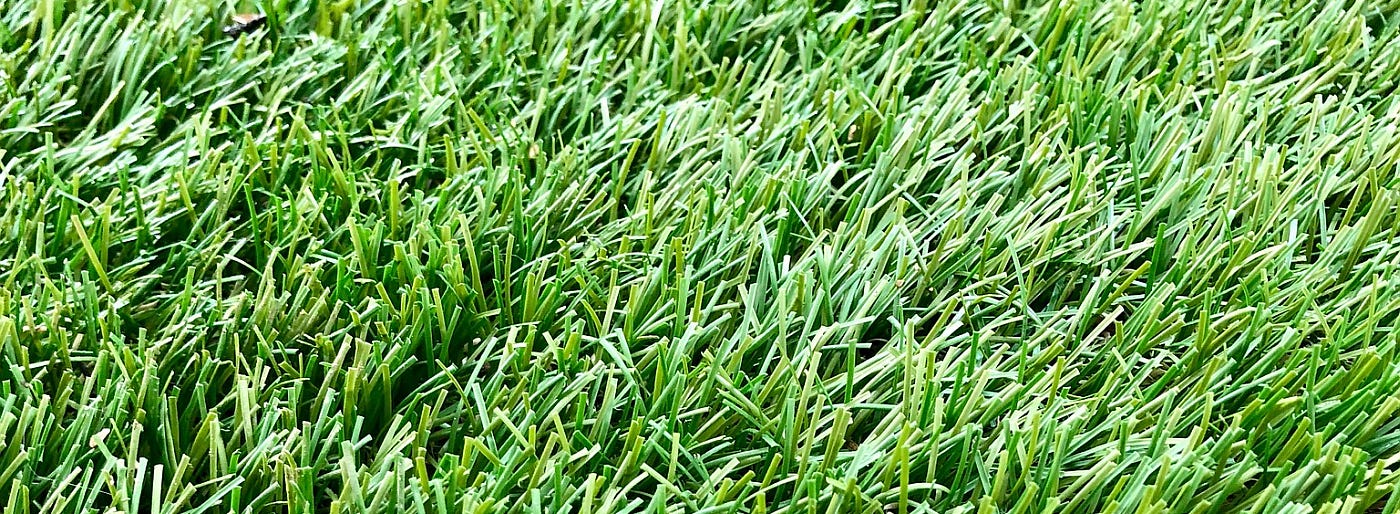 Close up of green grass