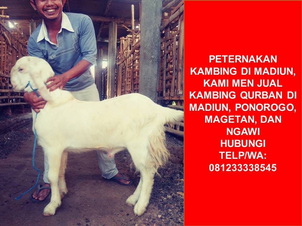 Wa: 081233338545 Harga Kambing Qurban 2019 Madiun Ponorogo