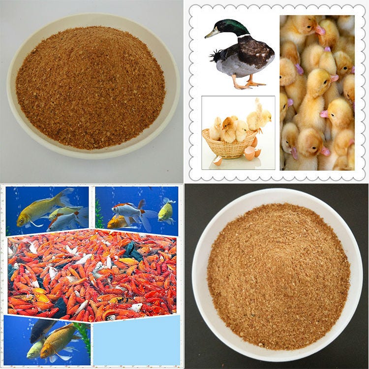 Inclusion Of DDGS Products In Your Poultry Diets Ddgs In India By 