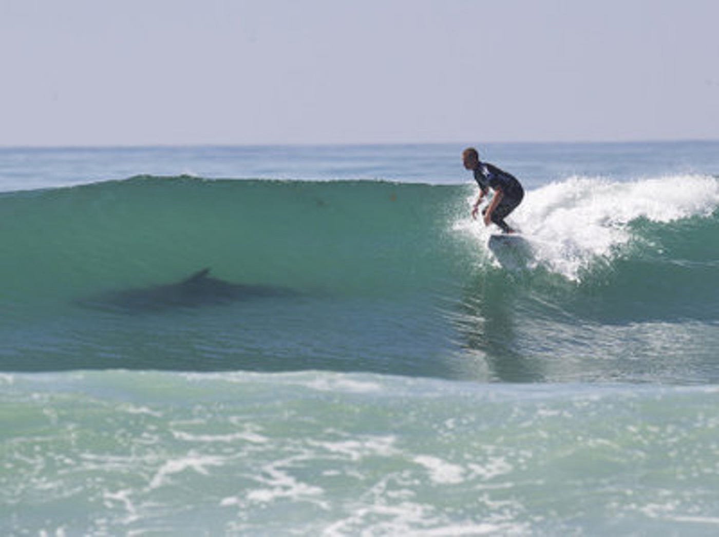 The Truth About Shark Attacks And Surfers By Loren Kantor Medium