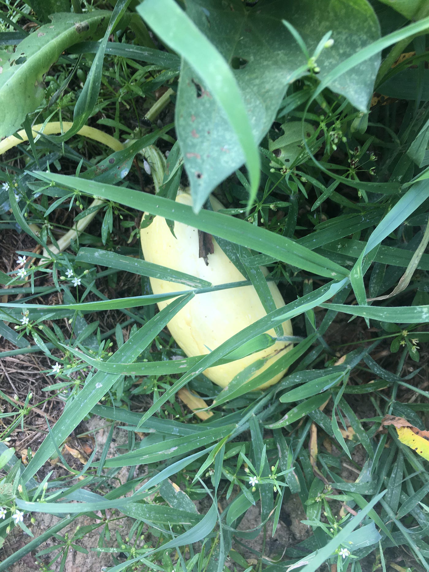 Spaghetti Squash The New Addition To My Garden This Year By Donna Brown Weeds Wildflowers Medium