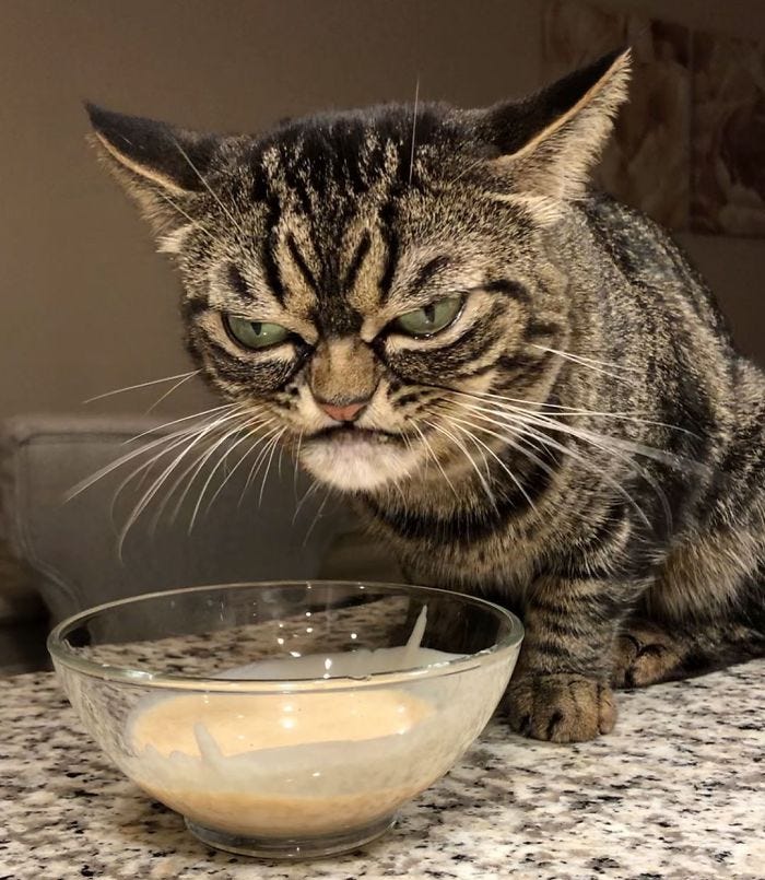 There S A New Grumpy Cat In Town And She Is Grumpier Than You Could Ever Imagine By Jack Shepherd Tenderly There S A New Grumpy Cat In Town And She Is Grumpier Than You Could Ever Imagine By Jack Shepherd Tenderly