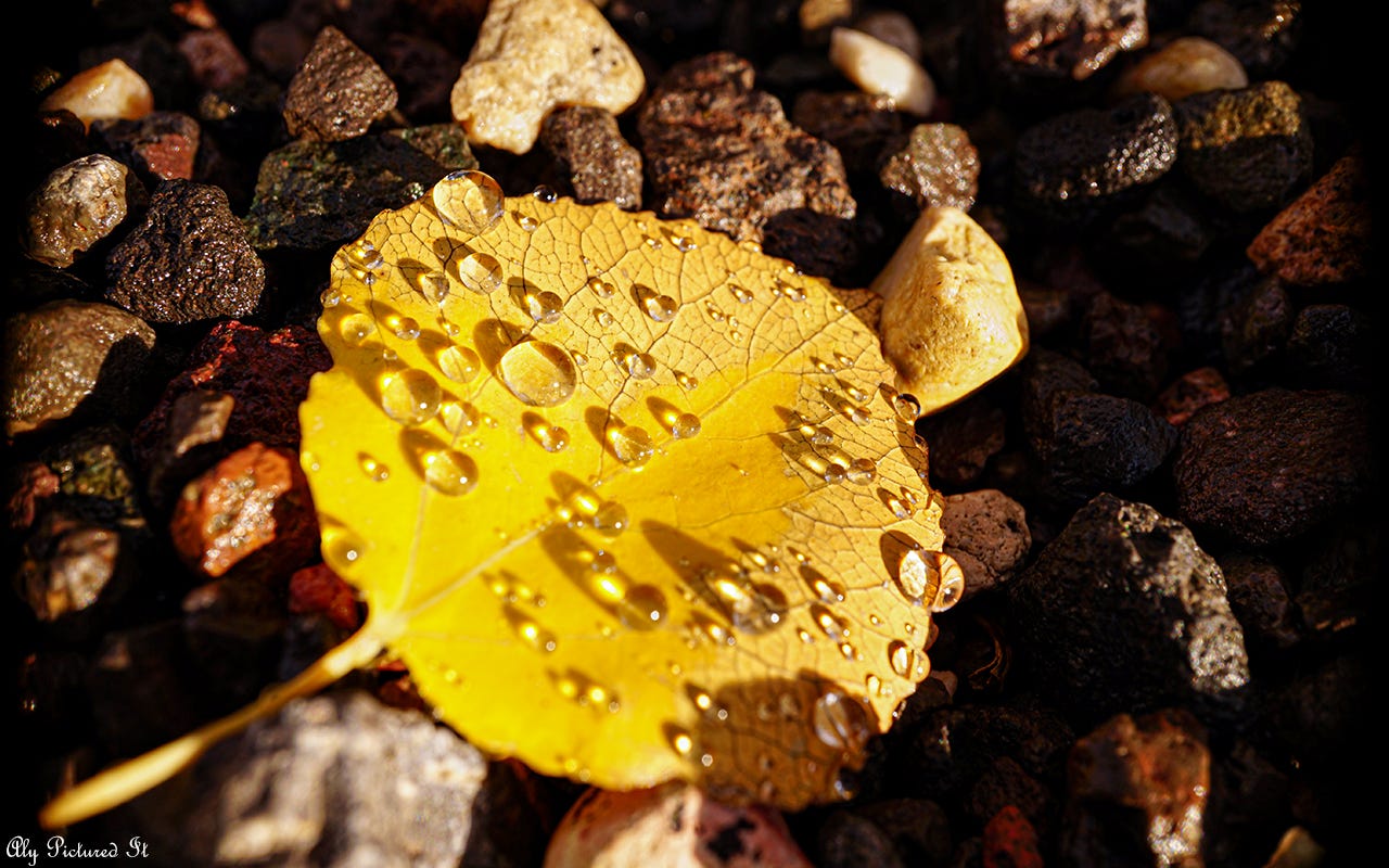 A yellow leaf in gravel, covered in jewel-like water droplets