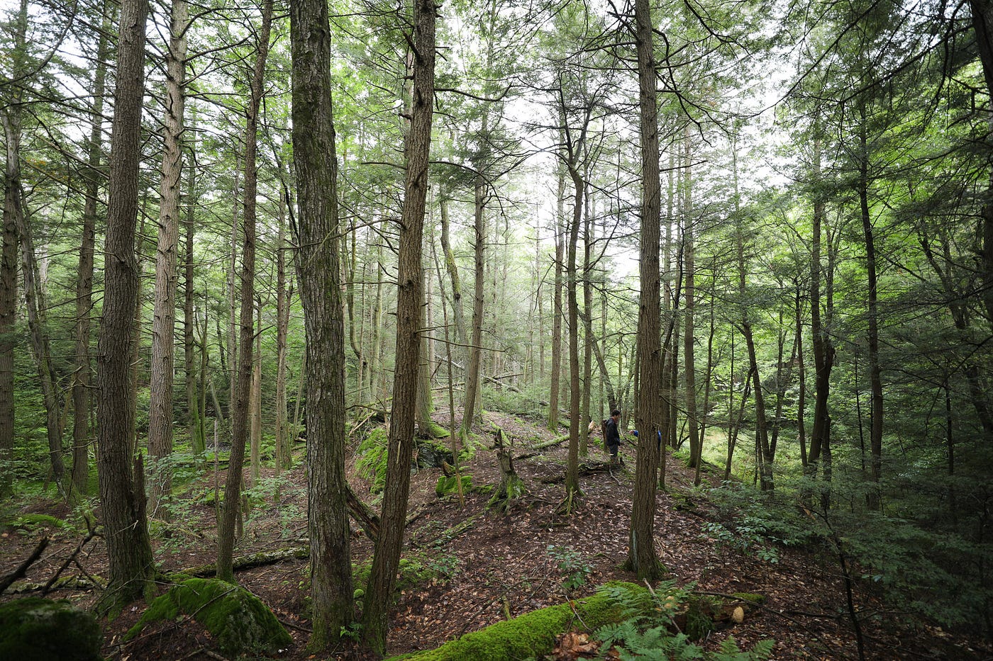minimal light shines through a healthy, dense forest