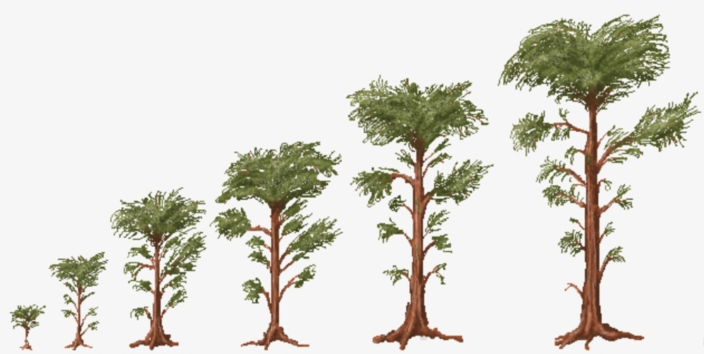 How Big Can Trees Get?. Will We Ever See Trees the Size of… by Zia
