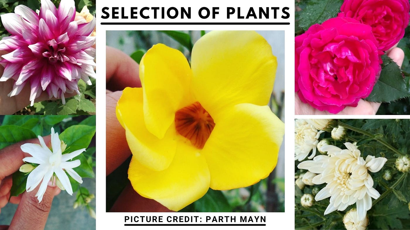 Selection of plants photo by parth mayn