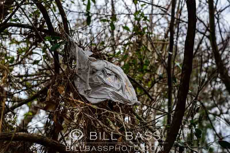 Plastic bags are ‘lighter than air’ and find their way into tree tops as a result of being blown by the wind or floodwaters.