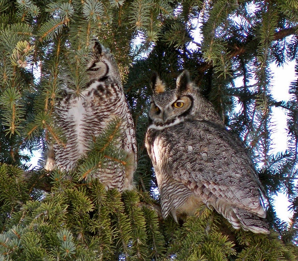 two great horned owls perch in a tree