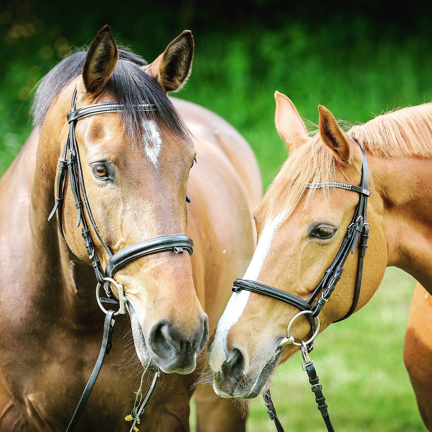 A bay and chestnut horse wearing bridles touch noses in a green field.
