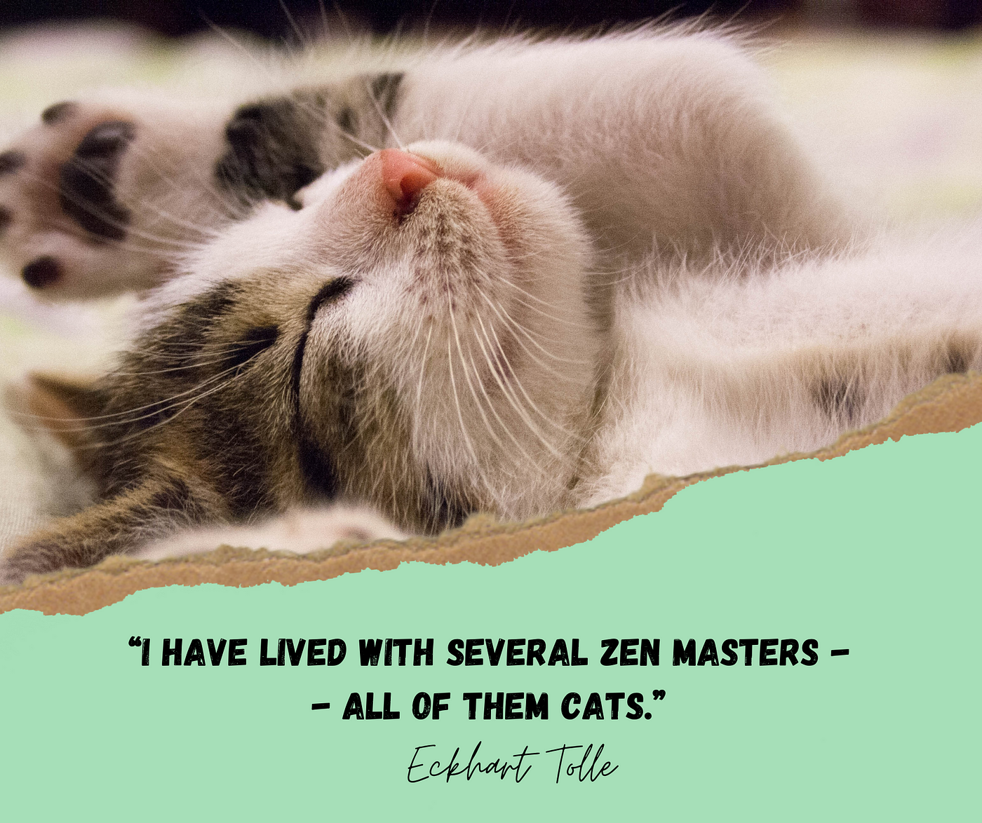 25 Cat Quotes: Quirky Quotes About Cats | by Abi Latham | Medium