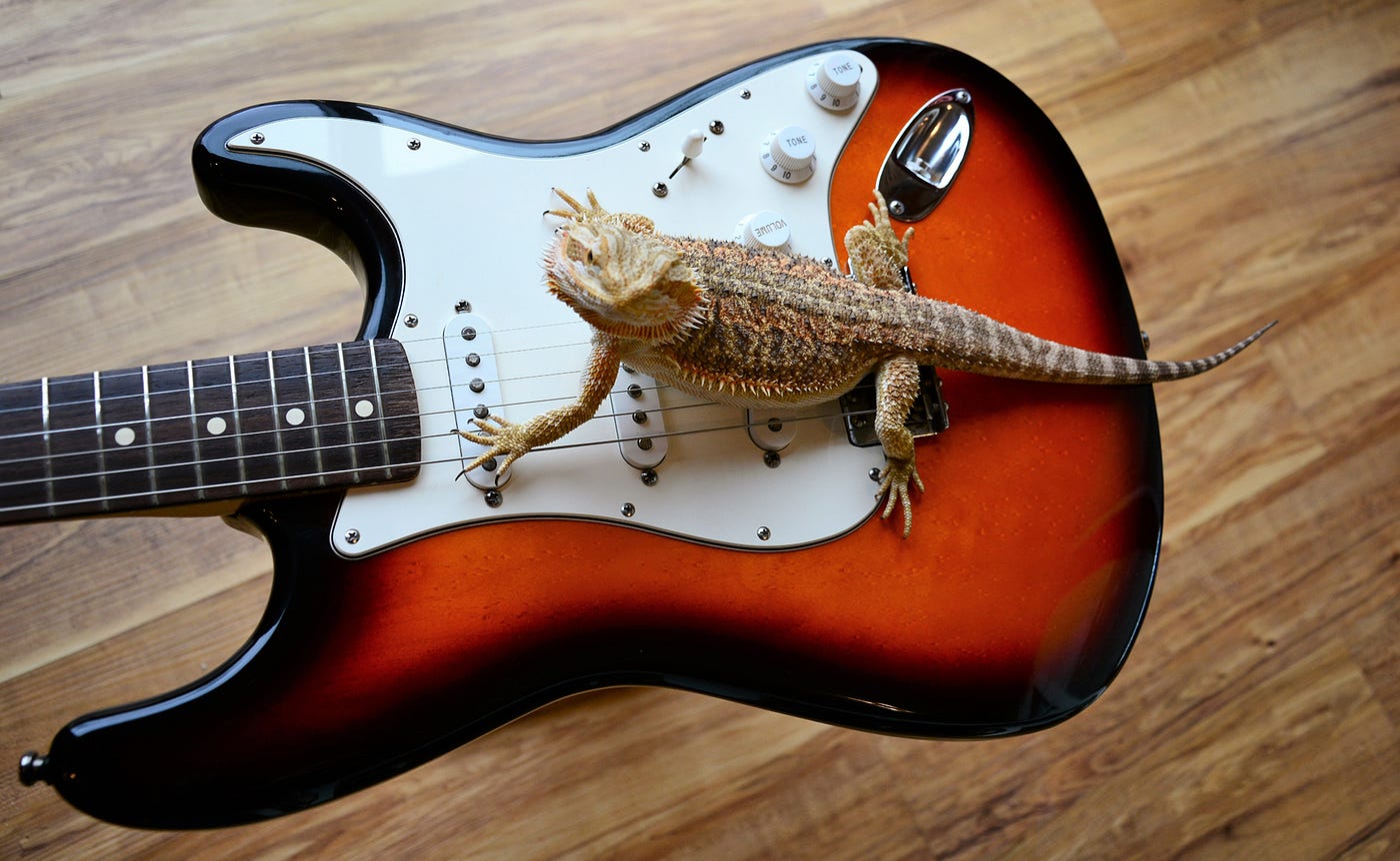 Lizard straddling the strings and pick-ups of a Fender Stratocaster Sunburst solid bodied electric guitar