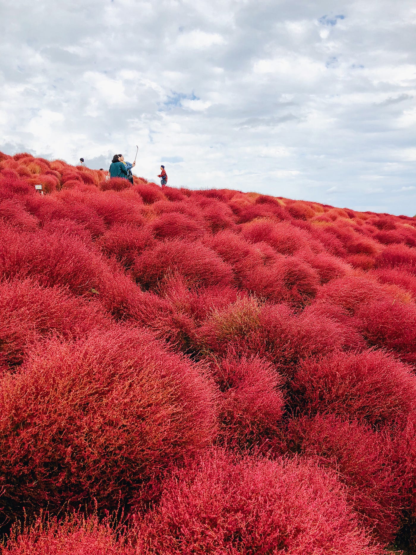 東京近郊 茨城紅色小毛球 雖然大家都說是掃帚草 日本關東 秋季美麗的一片野火燎原 By Hannah Chu Medium 東京近郊 茨城紅色小毛球 雖然大家都說是掃帚草 日本關東 秋季美麗的一片野火燎原 By Hannah Chu Medium