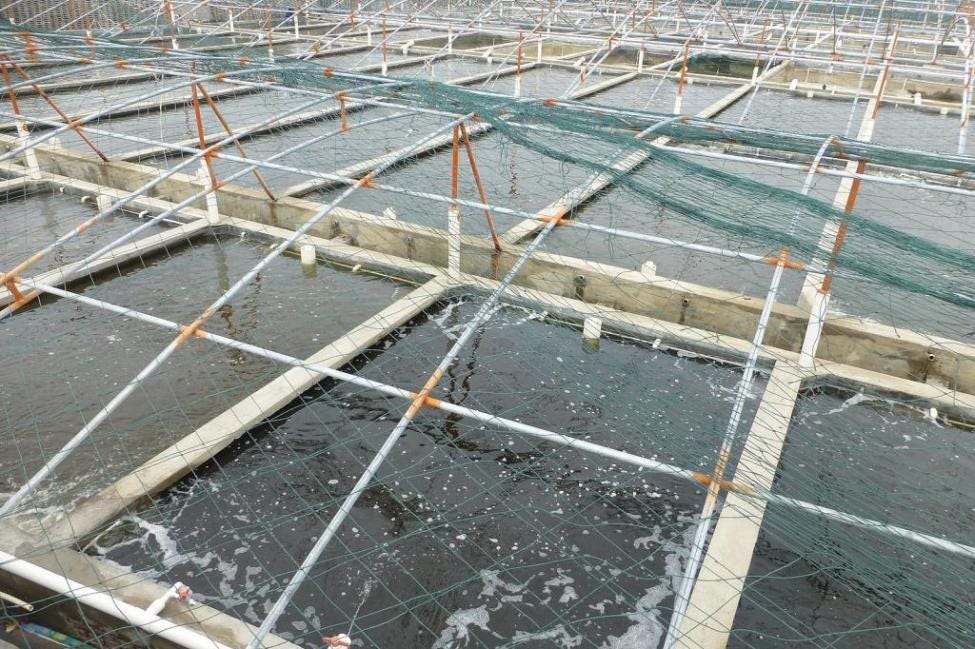 Considering the high demands for fish, construction of a fish farm business should be a better stance in the economic development of a country.