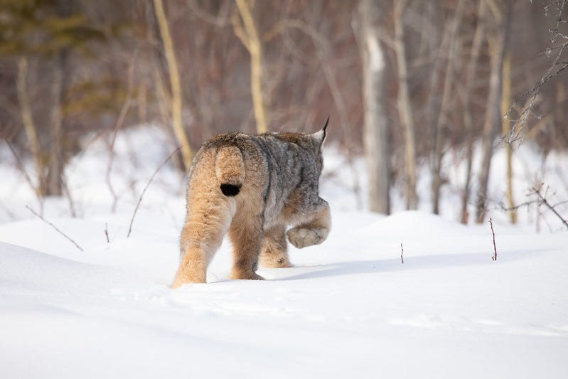 Canada Lynx