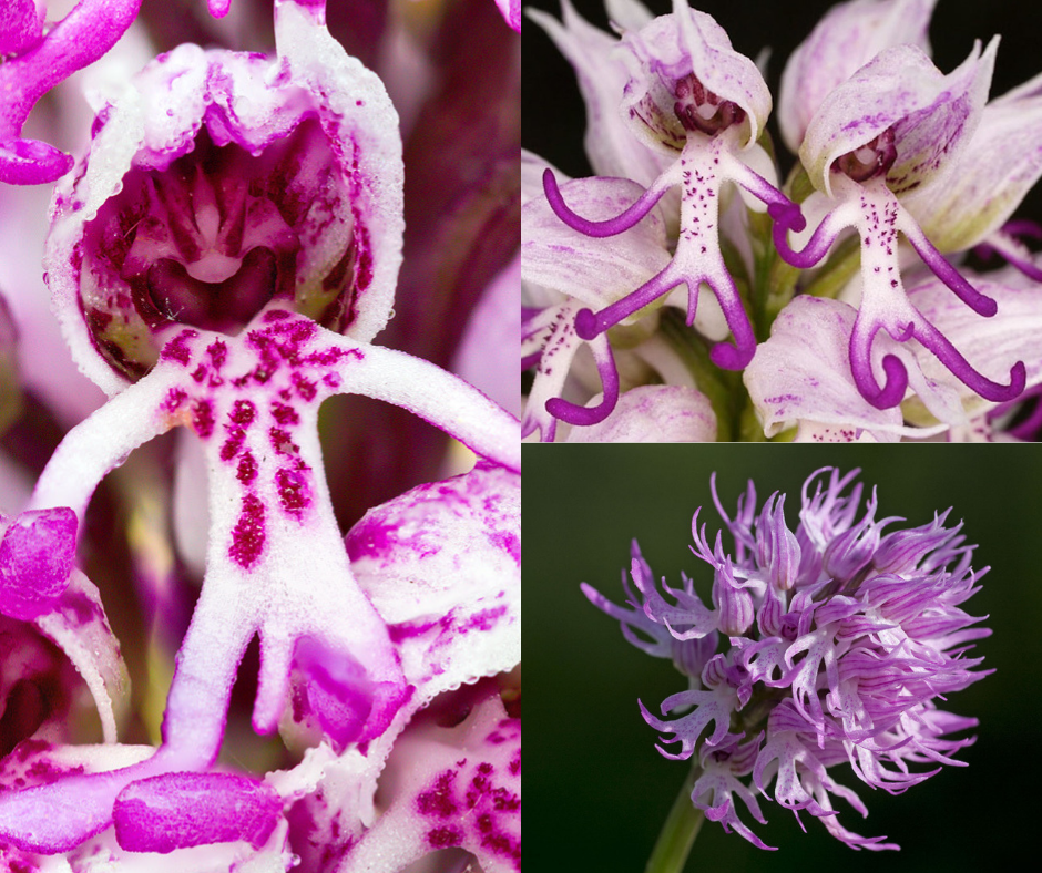 40 de las Flores Más Raras del Mundo. Parte 1  by BloomexUSA  Medium
