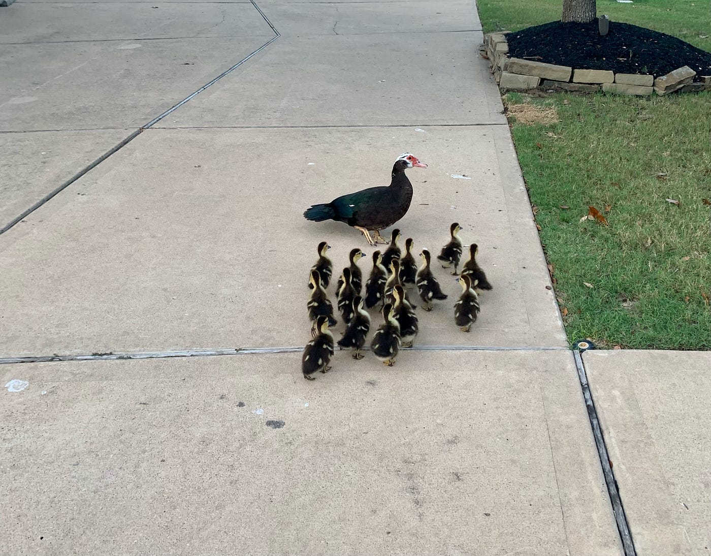 Duck and ducklings