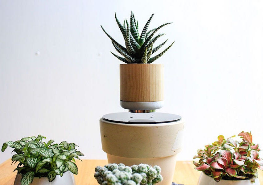 Levitating Bonsai with Potted plants can make a room more… by Jeremy S. Cook Medium