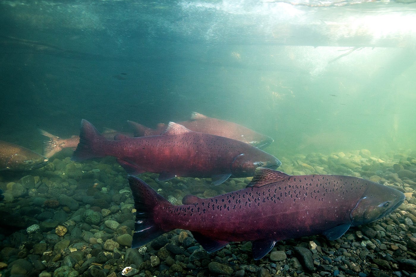 Big red salmon moving upstream