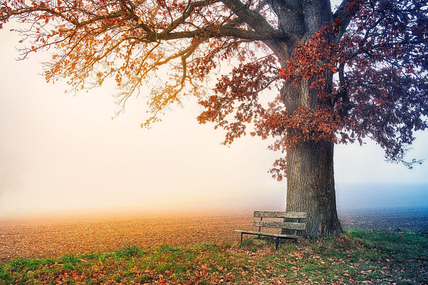 A lone tree with auburn leaves, a bench rests at its base.