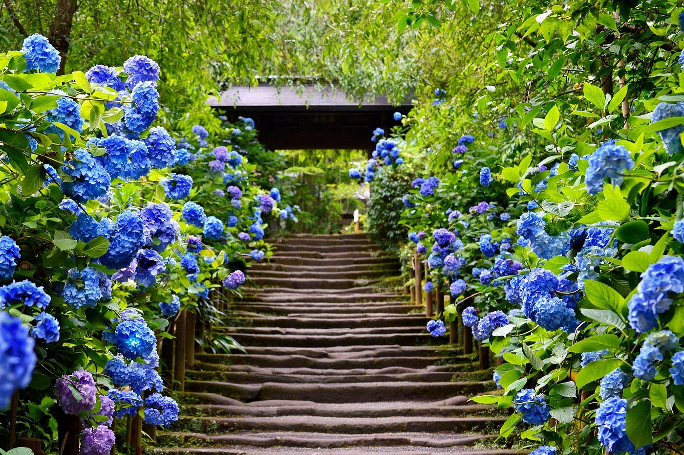 6 7 為寺社添上秀色 為悼念亡靈而生的繡球花 紫陽花 By 是日太郎 是日日本 Medium 6 7 為寺社添上秀色 為悼念亡靈而生的繡球花 紫陽花 By 是日太郎 是日日本 Medium